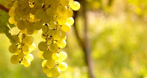 Міжнародний день білого вина «Совіньйон Блан»