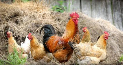 Міжнародний день шанобливого ставлення до курей