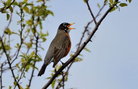 Міжнародний день світанкового хору