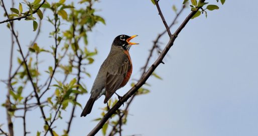 Міжнародний день світанкового хору