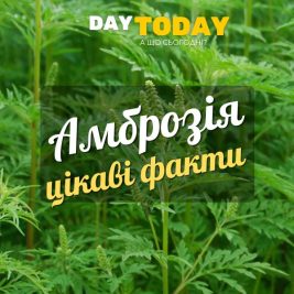 Амброзія цікаві факти