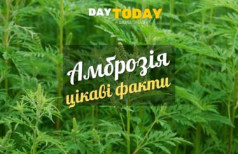 Амброзія цікаві факти