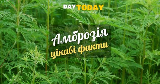 Амброзія цікаві факти
