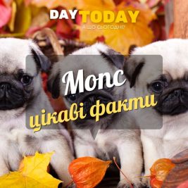 Цікаві факти про мопсів 2