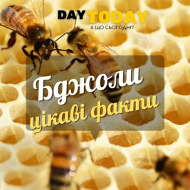 Цікаві факти про бджіл