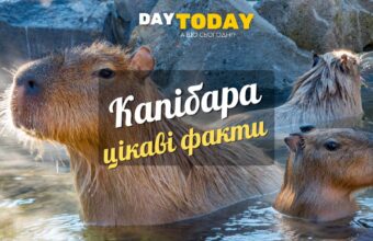 Цікаві факти про капібару