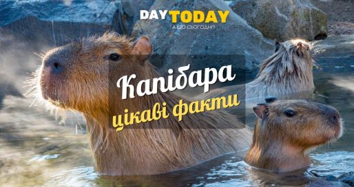 Цікаві факти про капібару