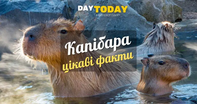 Цікаві факти про капібару
