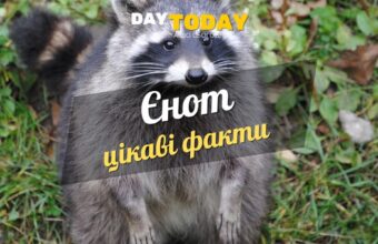 Цікаві факти про єнотів