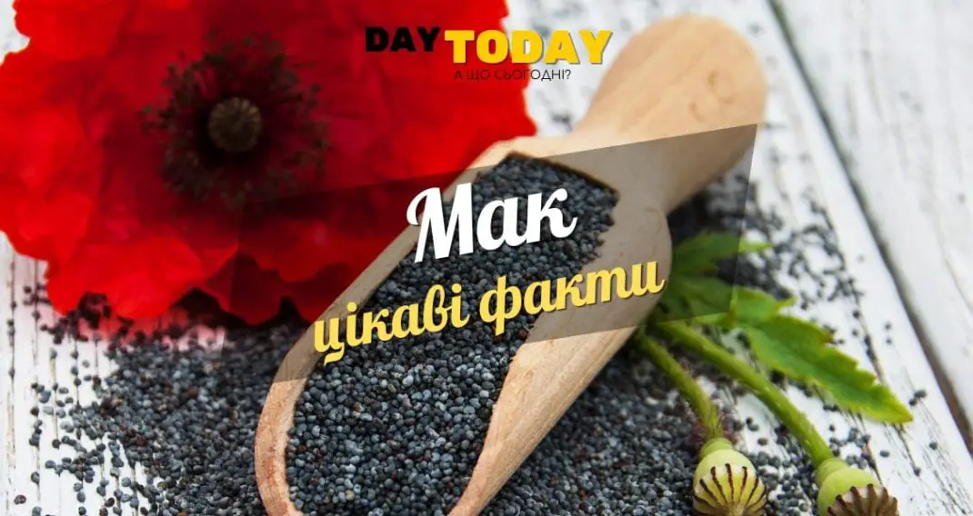 Цікаві факти про мак - DAY TODAY