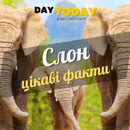 Цікаві факти про слонів