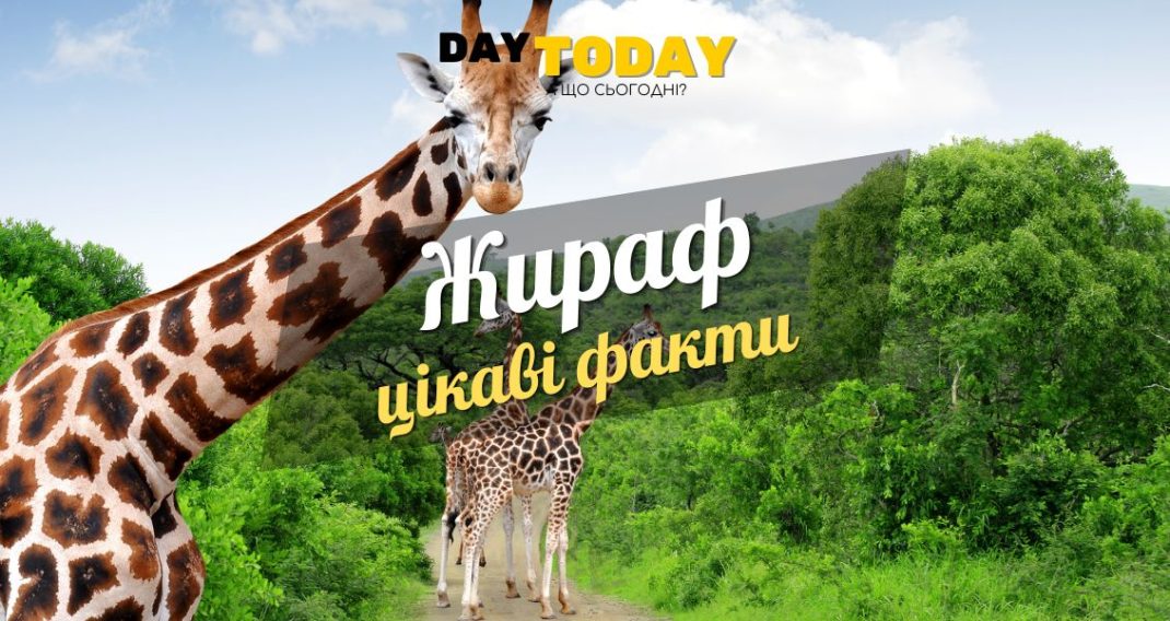 Цікаві факти про жирафів