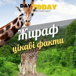 Цікаві факти про жирафів
