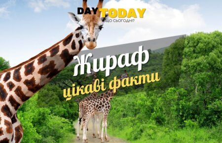 Цікаві факти про жирафів