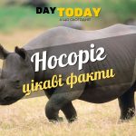 Цікаві факти про носорогів