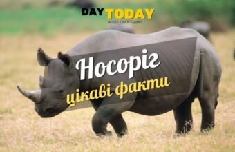 Цікаві факти про носорогів