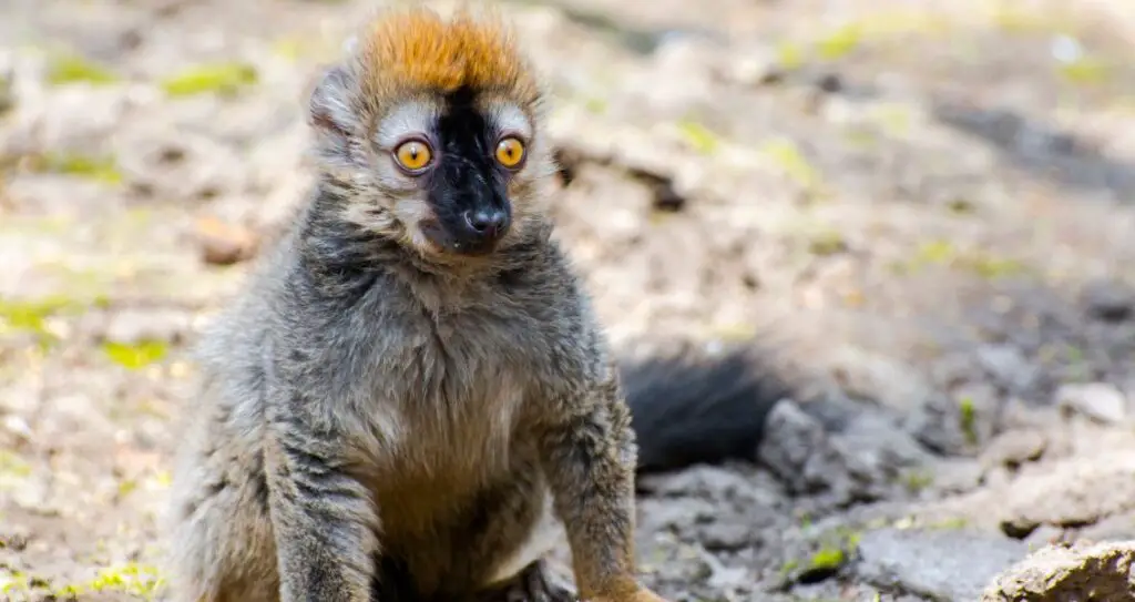 Червонолобий лемур