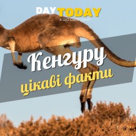 Цікаві факти про кенгуру