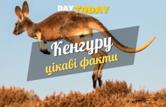Цікаві факти про кенгуру