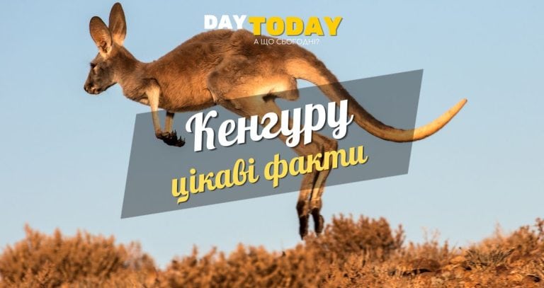 Цікаві факти про кенгуру