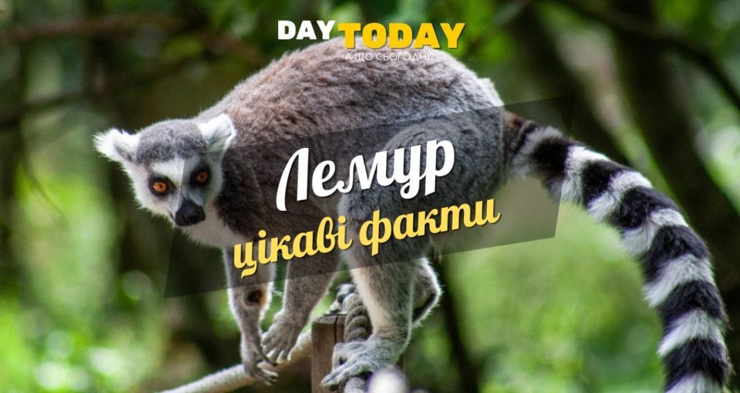 Цікаві факти про лемурів