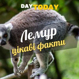 Цікаві факти про лемурів