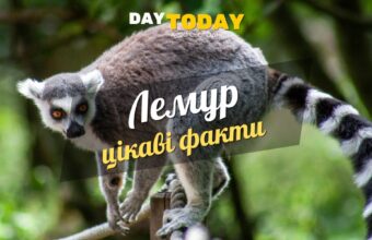 Цікаві факти про лемурів