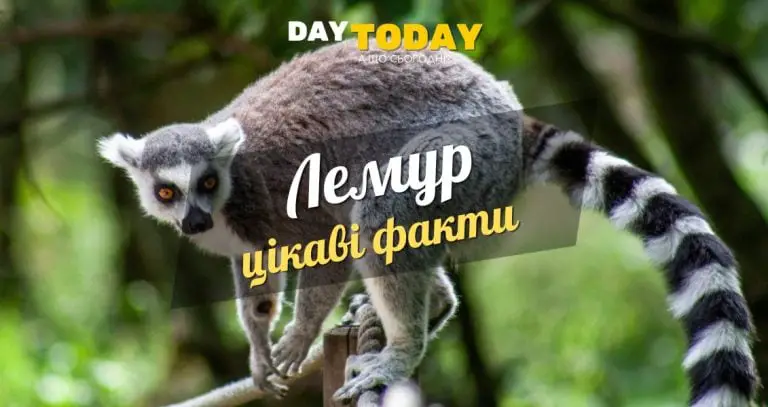 Цікаві факти про лемурів
