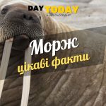 Цікаві факти про моржів