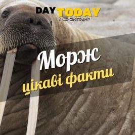 Цікаві факти про моржів