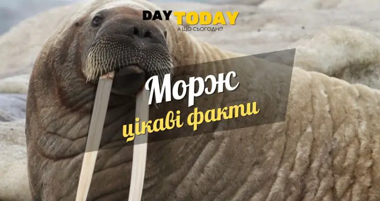 Цікаві факти про моржів