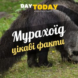 Цікаві факти про мурахоїдів