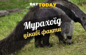 Цікаві факти про мурахоїдів