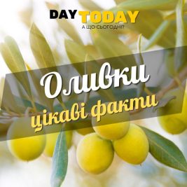 Цікаві факти про оливки