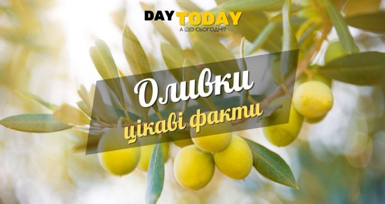 Цікаві факти про оливки