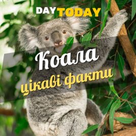 цікаві факти про коалу
