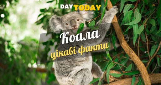 цікаві факти про коалу