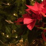 День пуансетії