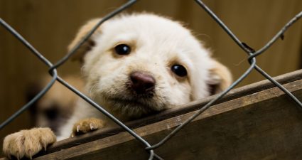 День Зміни життя домашнього улюбленця