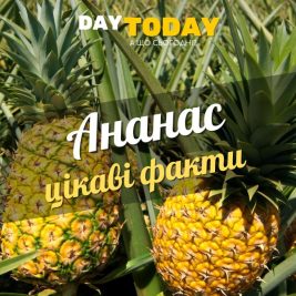 Цікаві факти про ананас