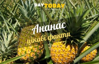 Цікаві факти про ананас