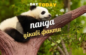 Цікаві факти про панду