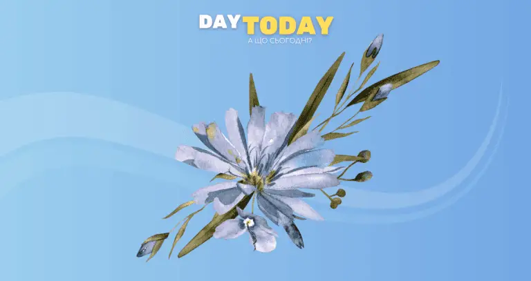 Цикорій користь