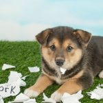 День без домашніх завдань