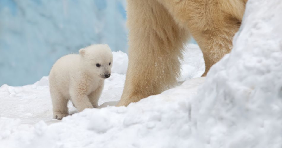 Дитинча білого ведмедя