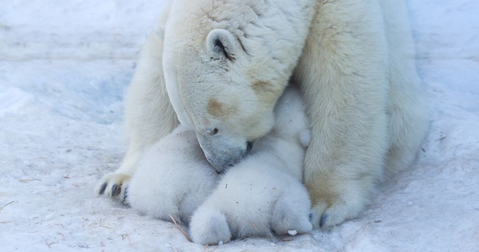 Мати-біла ведмедиця годує двійнят