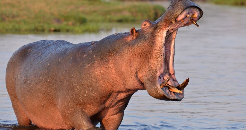 Всесвітній день бегемота