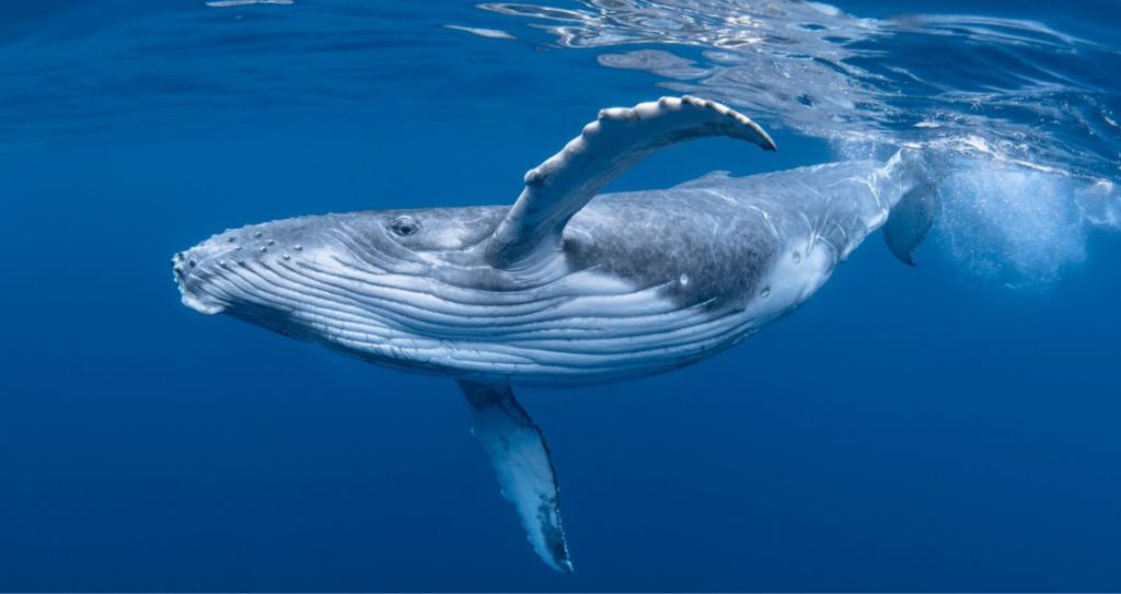 Всесвітній день китів