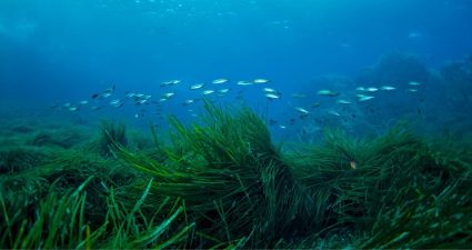 Всесвітній день морської трави