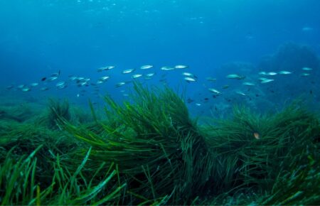 Всесвітній день морської трави